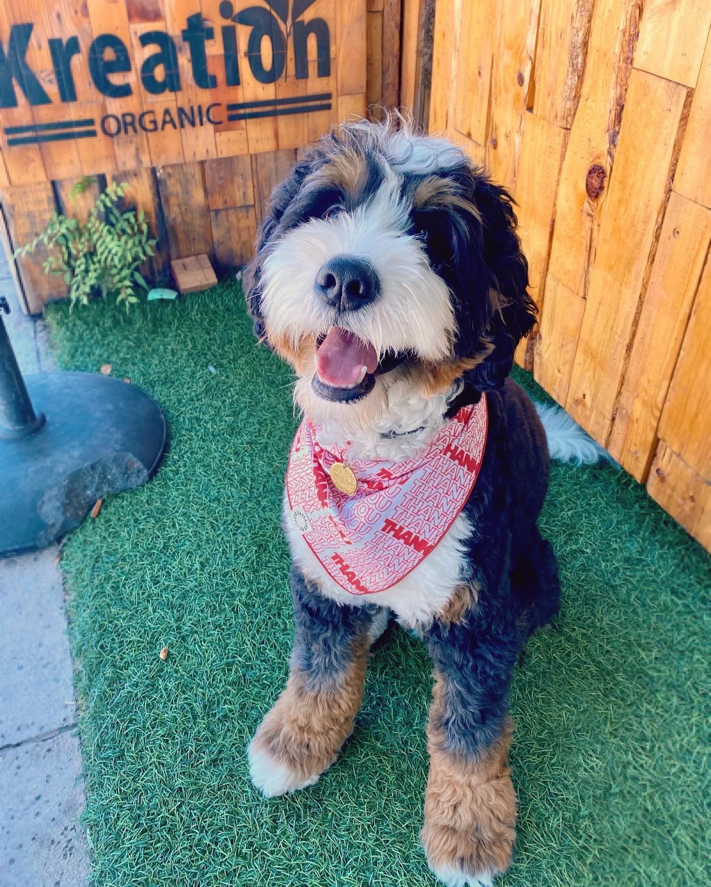 Dog named Bennie thriving on Kreation Pets