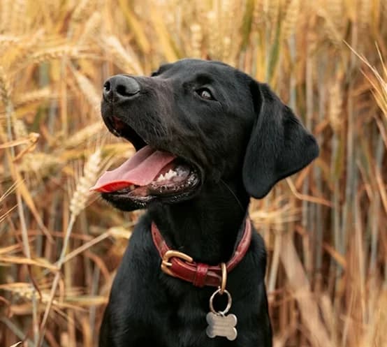Happy dog ready for a custom meal plan