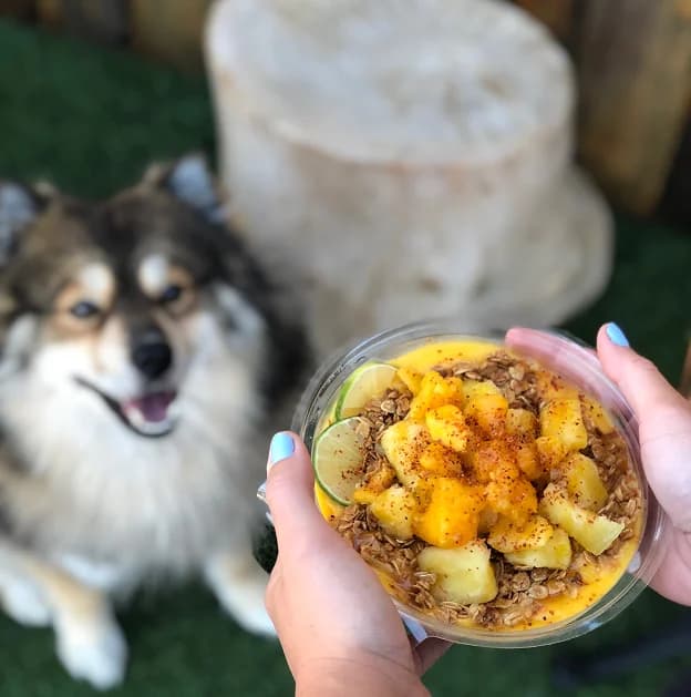 How Kreation Pets works — fresh food for dogs