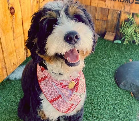 Happy dog wearing a colorful accessory outdoors