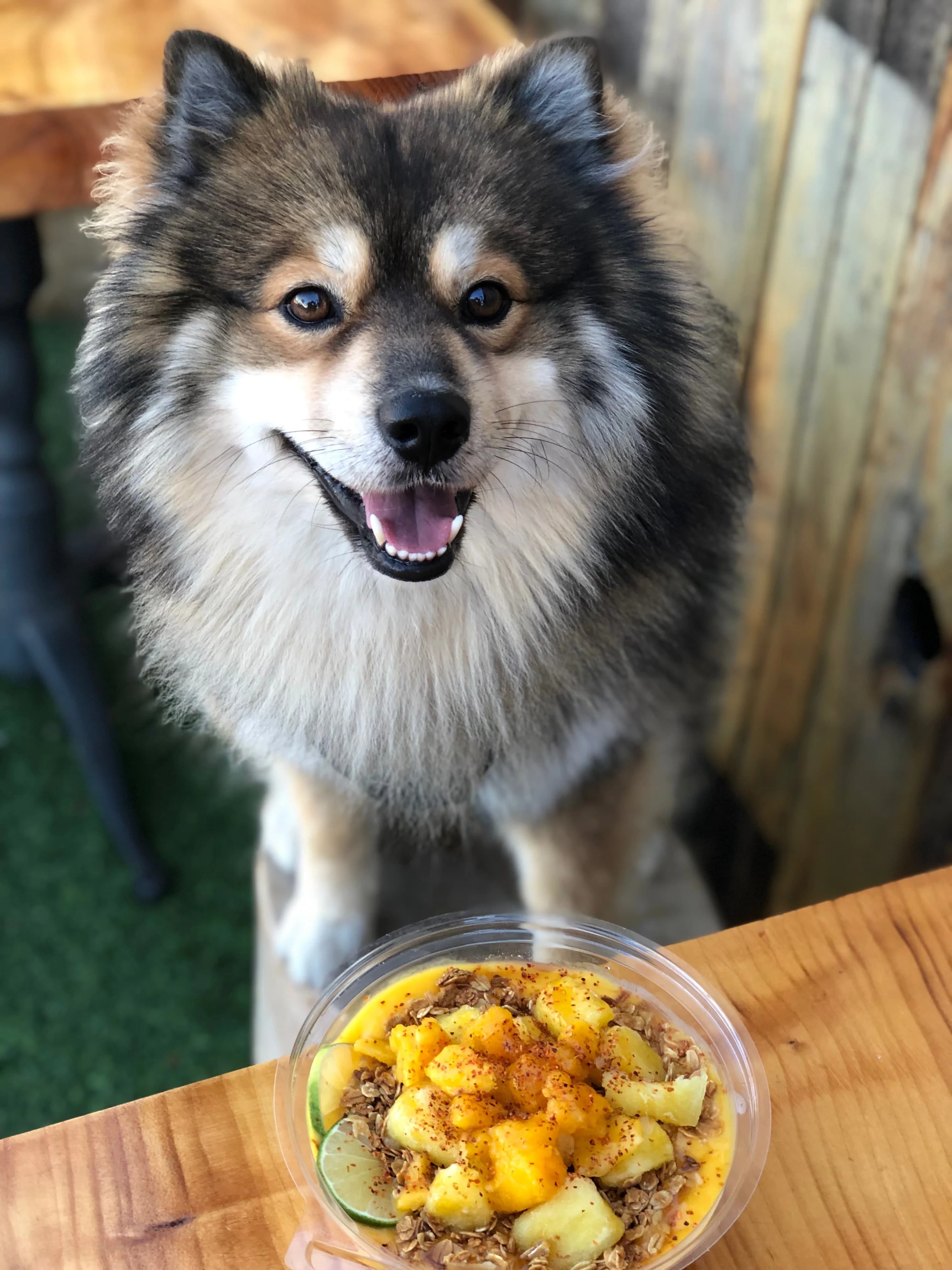 Dog named Spots loving their Kreation meal