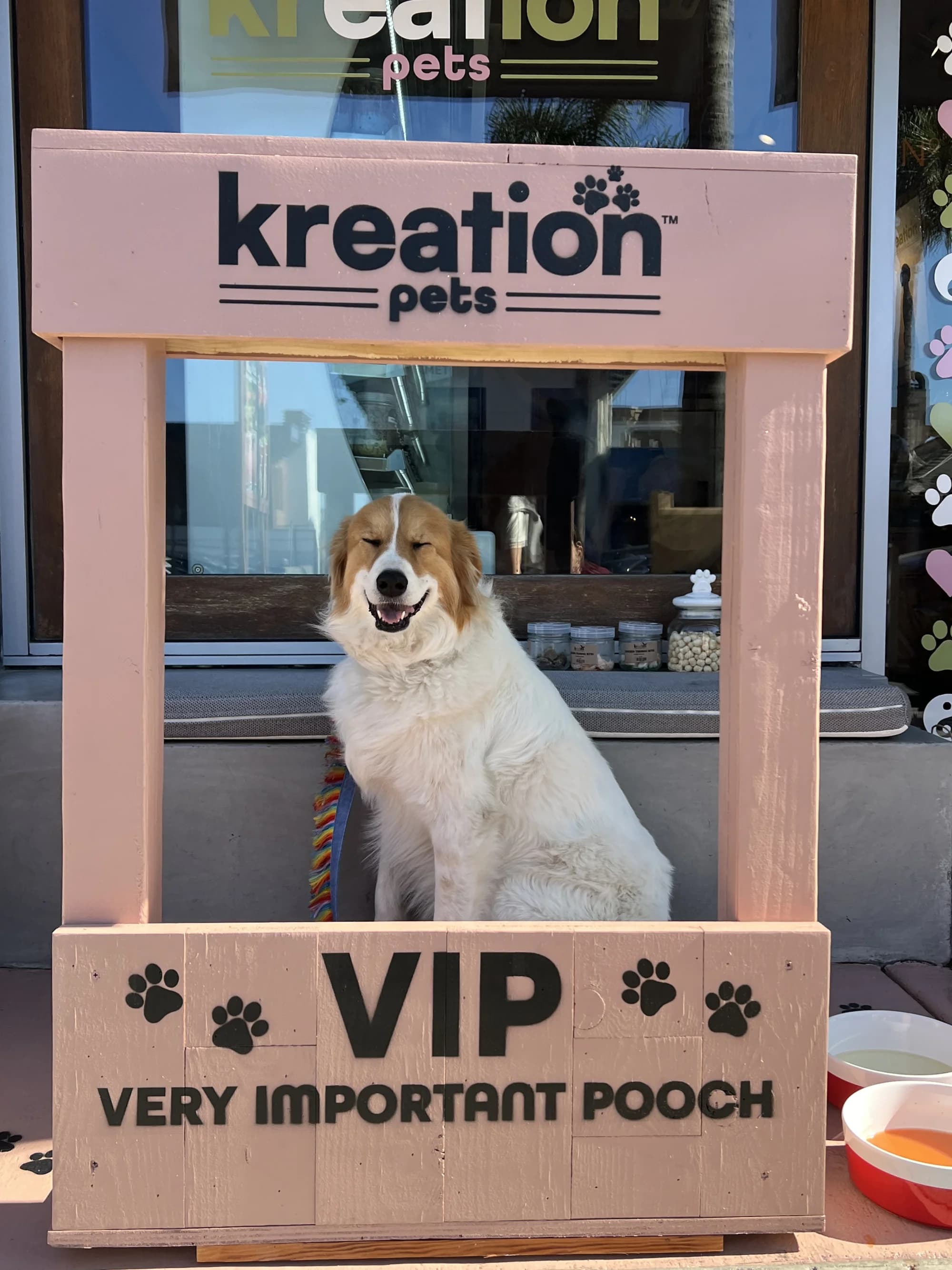 Dog named Rudolph enjoying Kreation food