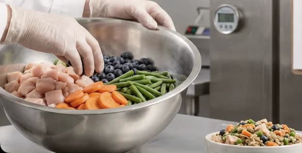 Freshly prepared dog meal in a bowl